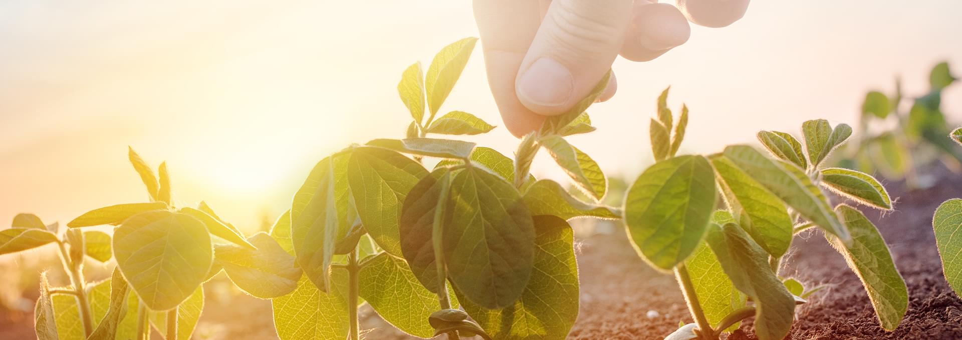 Crop Protection Management & Methods in Agriculture UPL