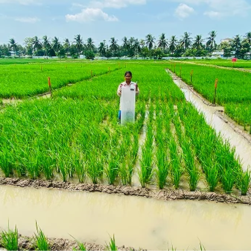 Rice Program