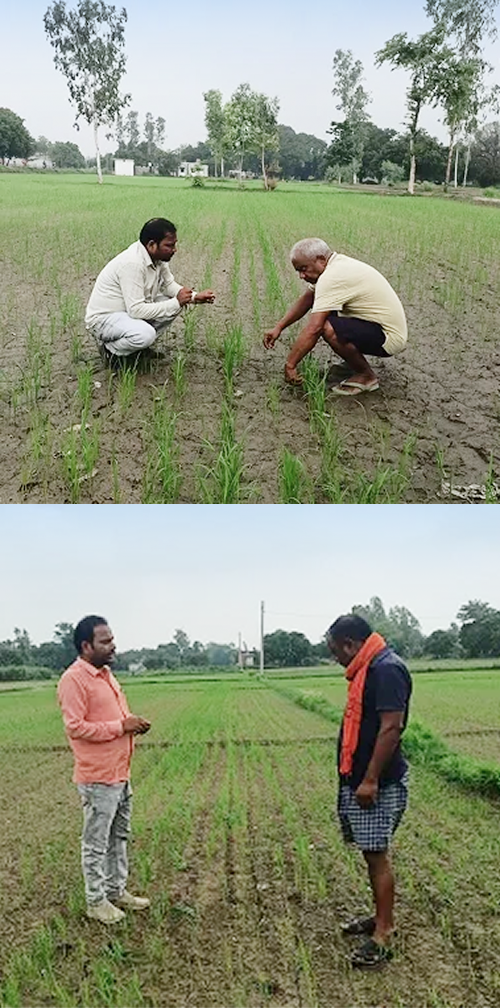 Rice Program