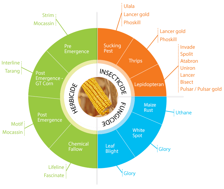 food security paddy