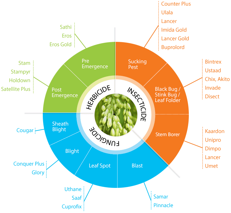 food security paddy