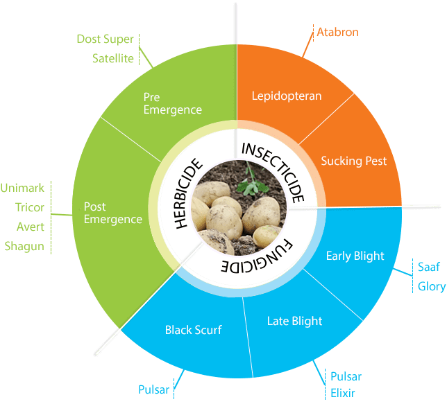 food security paddy