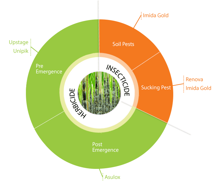 food security paddy