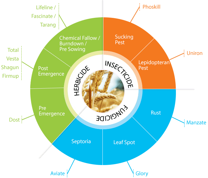 food security paddy