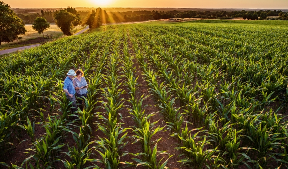 What Are Herbicides