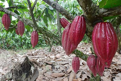 Cacao3