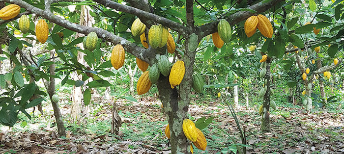 Cacao