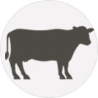 dairy