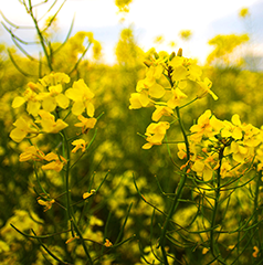 Canola - Known for its oil content and use for oil production.