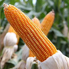 Corn Crop - Popular Grain Corn Crop