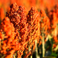 Grain Sorghum Seed