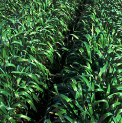 Other Crops - Including Pearl Millet, Oats, Alfalfa, Biofumigants and Mustard.