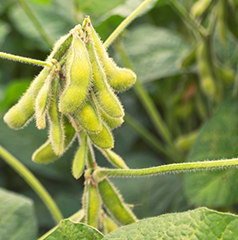 Soybean Crop - Developed and adapted for the Cerrado area in Brazil.