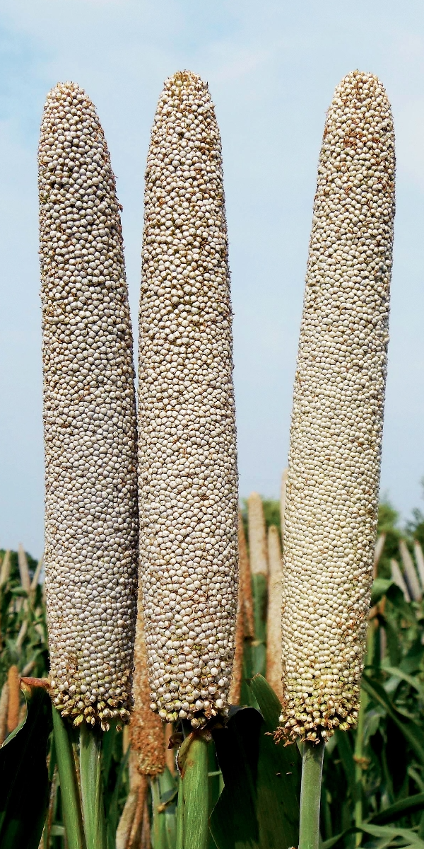 Other Crops - Including Pearl Millet, Oats, Alfalfa, Biofumigants and Mustard.